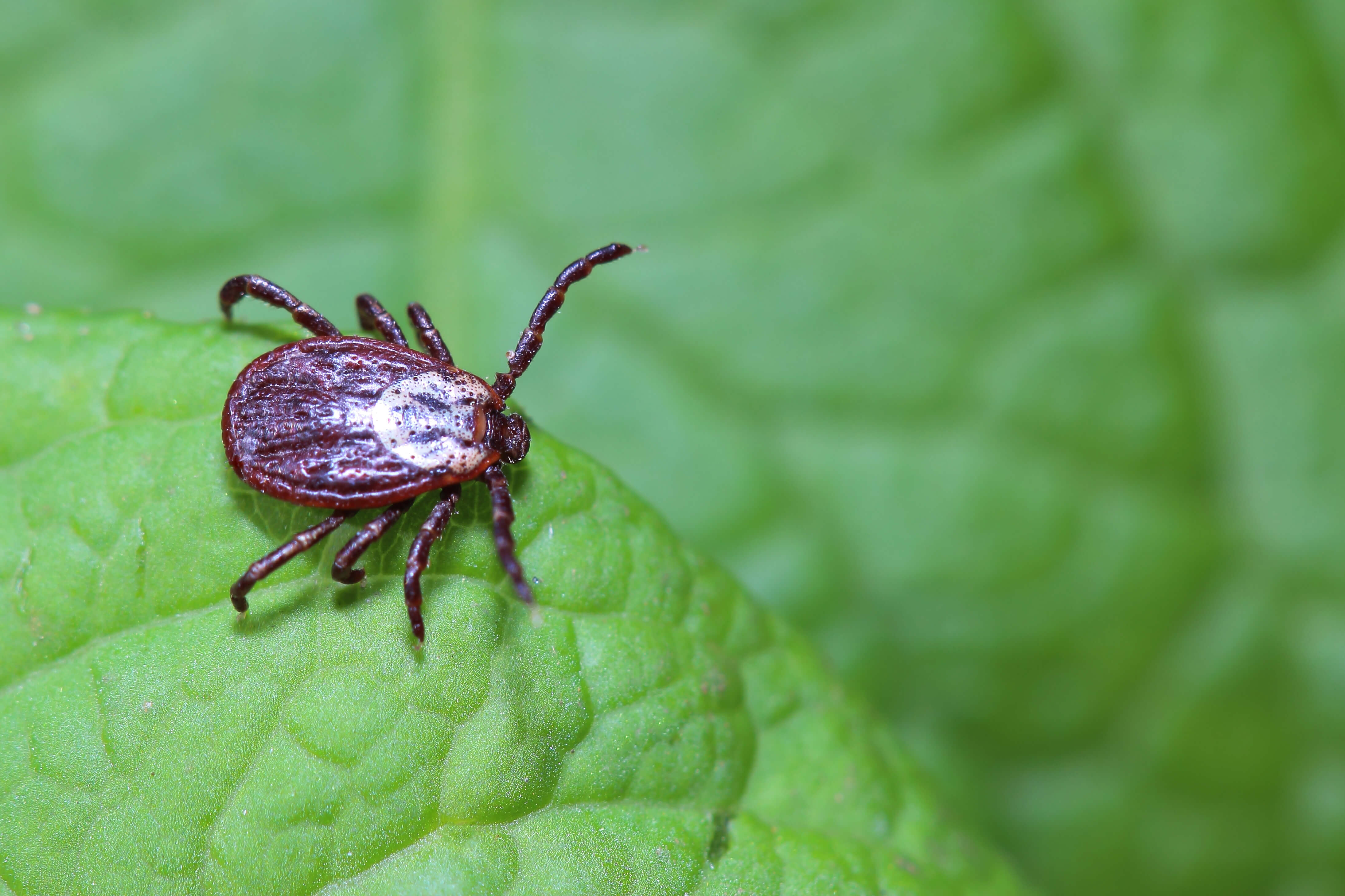 Lyme Disease