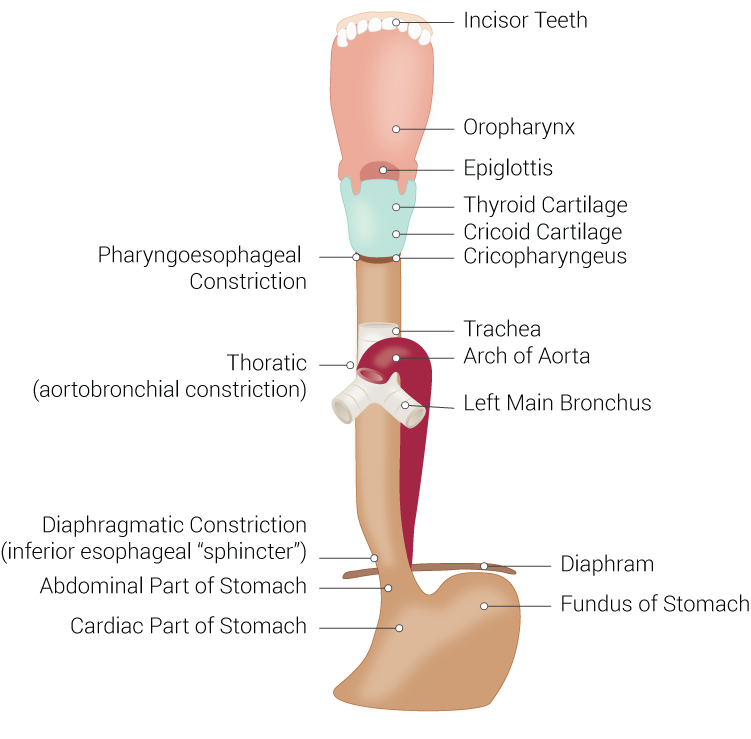 <p>Digestive and Respiratory Anatomical Structures Connected to the Esophagus