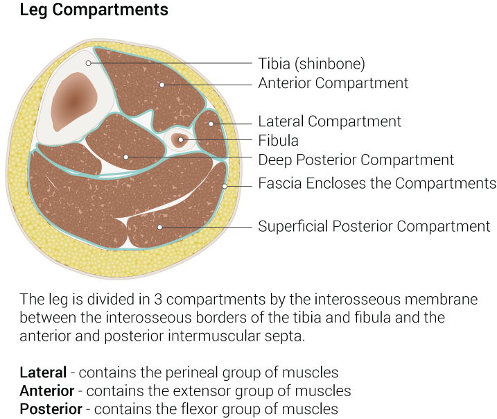 Leg Compartments