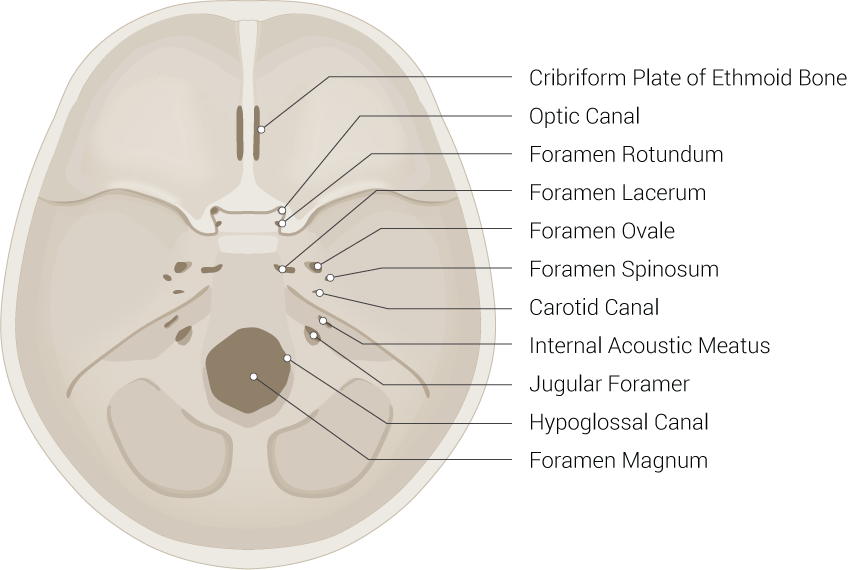 Skull Foramen