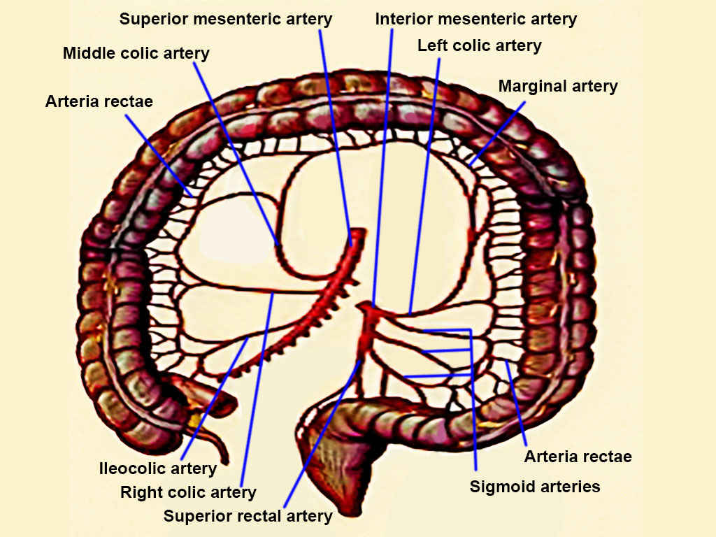 Colon Arteries