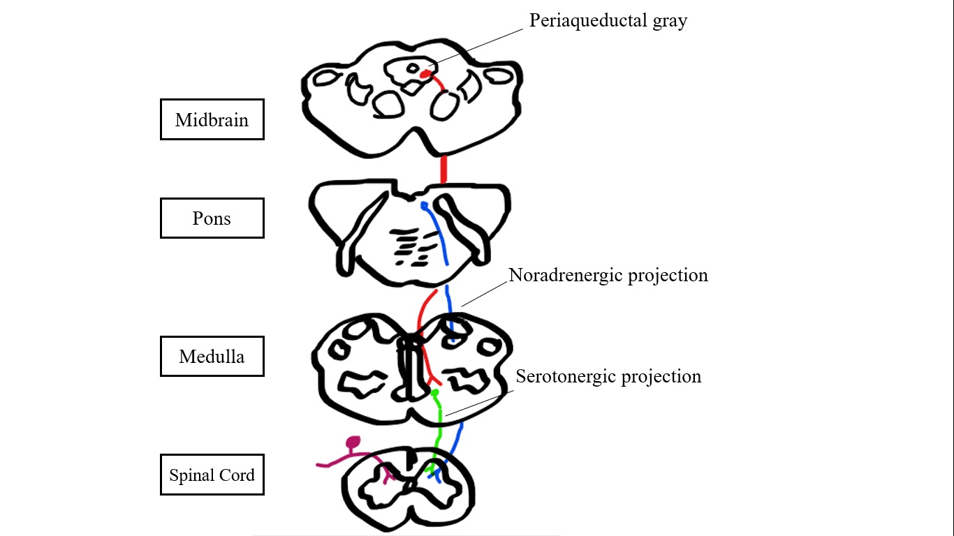 Periaqueductal pain pathways, sketched