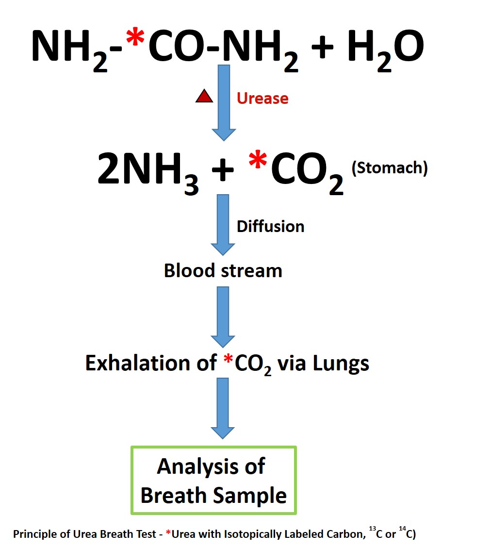 Principle of Urea Breath Test