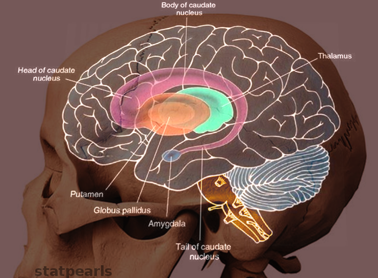 Putamen & Caudate nucleus