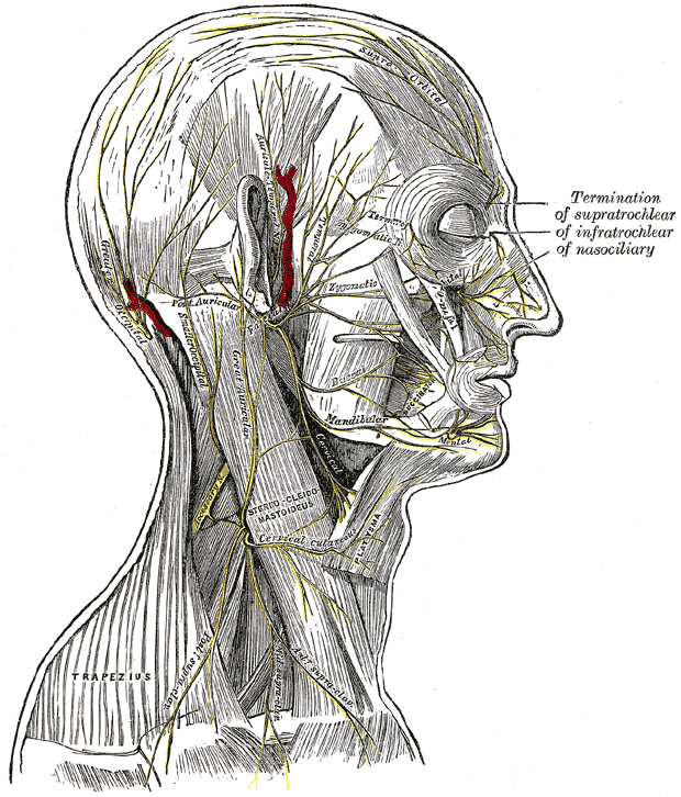 Superficial nerves of the head and neck