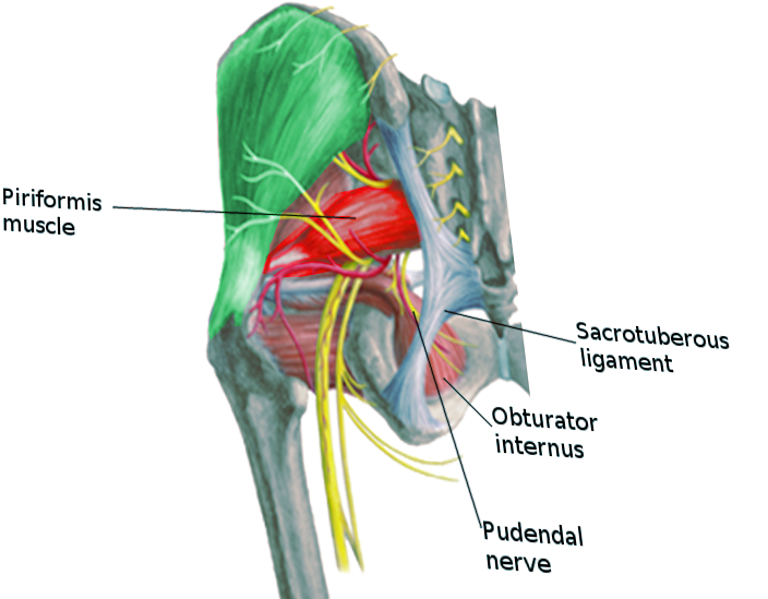 Pudendal nerve