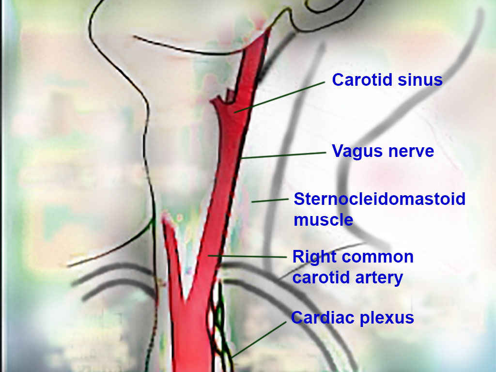 Neck Anatomy