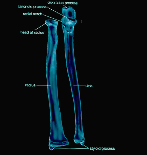 Radius & ulna