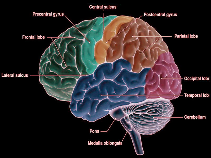 Precentral gyrus