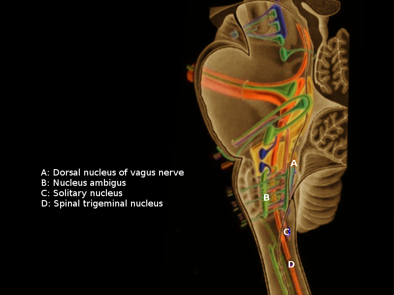 <p>Vagus Nuclei</p>