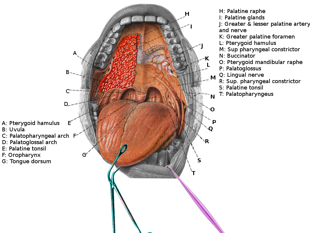 Oral cavity