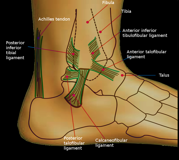 Ankle joint