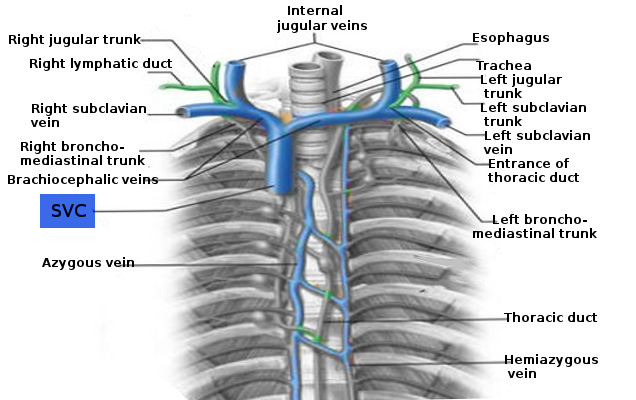 Superior vena cava