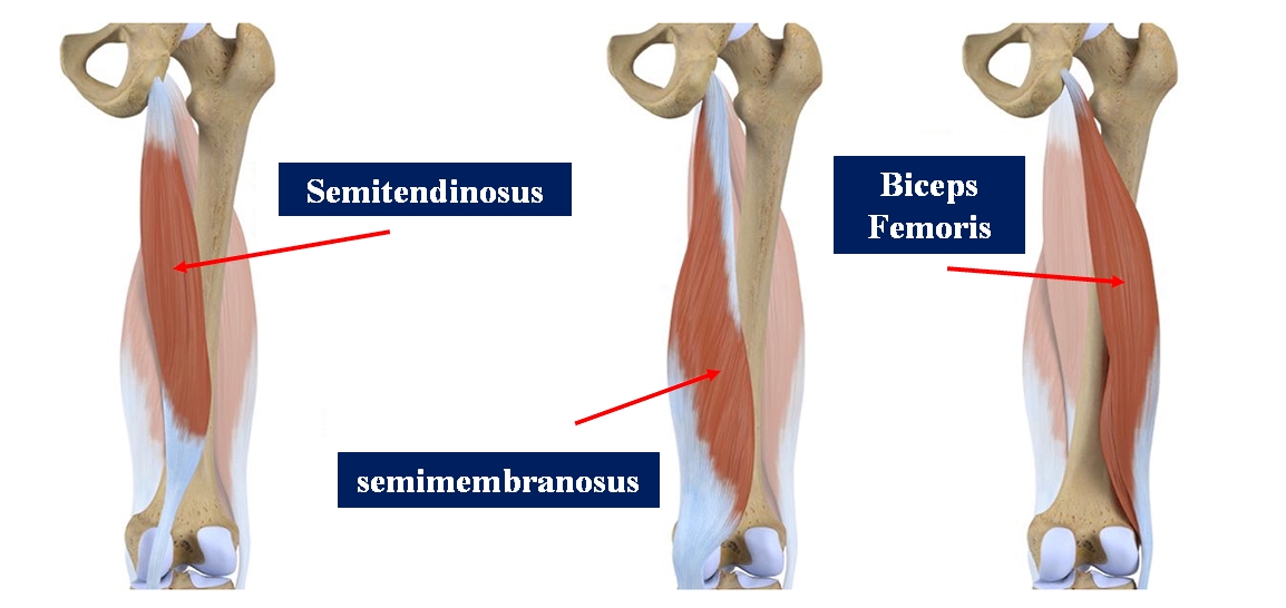 The image shows the muscle areas that make up the complex of the muscles of the posterior portion of the thigh: hamstring muscles