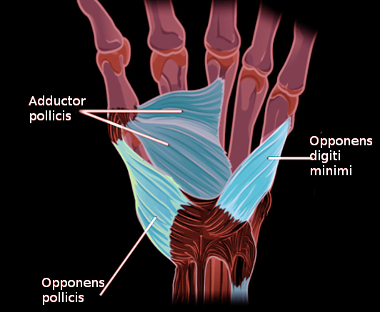 Opponens pollicis