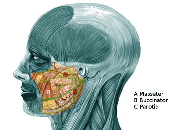 Cheek anatomy