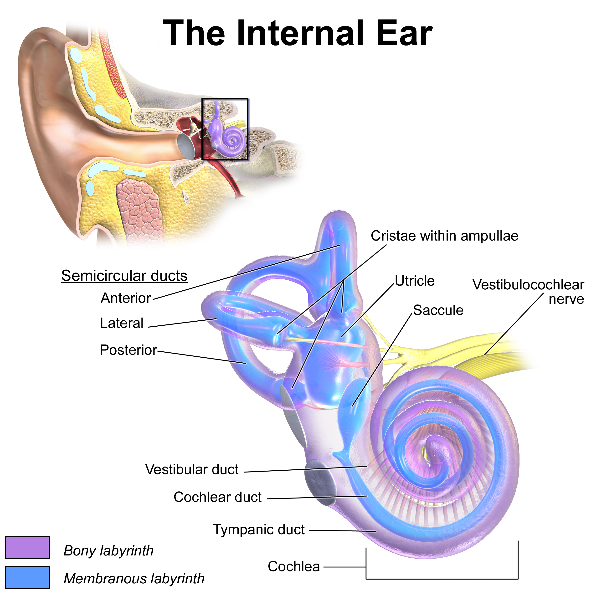 Inner Ear Anatomy