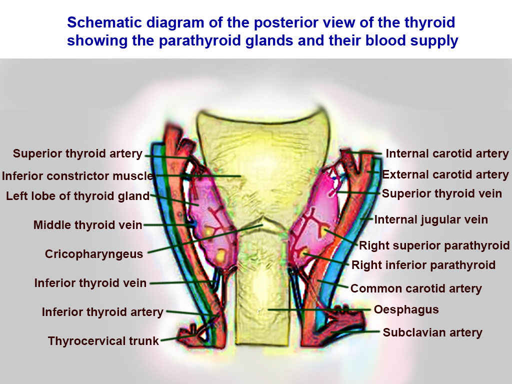 Thyroid Arteries, Veins, and Muscles