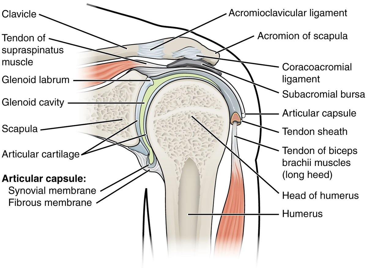 Shoulder joint anatomy