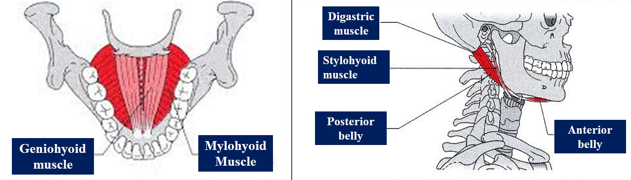 The image shows the suprahyoid muscles.