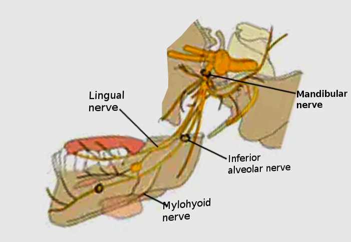 Mylohyoid Nerve