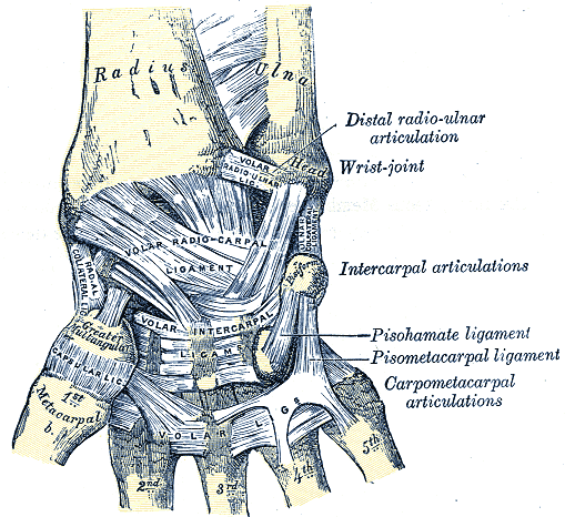 Distal radioulnar joint