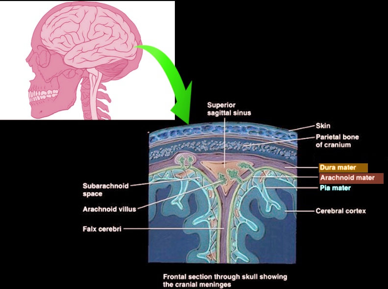 Brain meninges