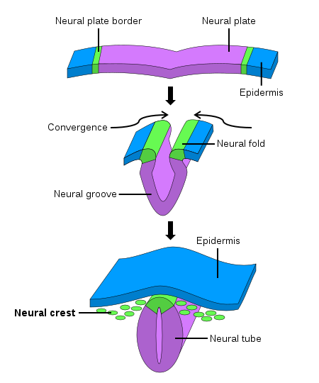 Neural crest