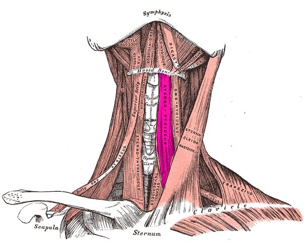 <p>Sternohyoid Muscle</p>