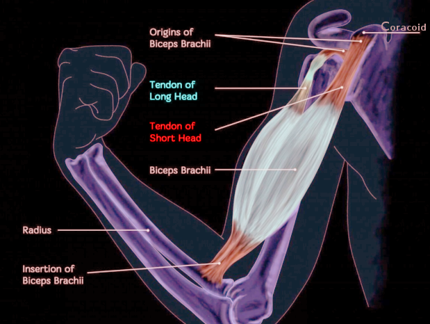 Biceps anatomy