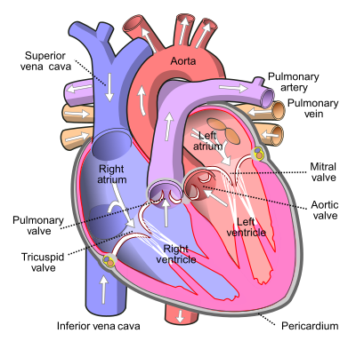 Blood flow through the heart