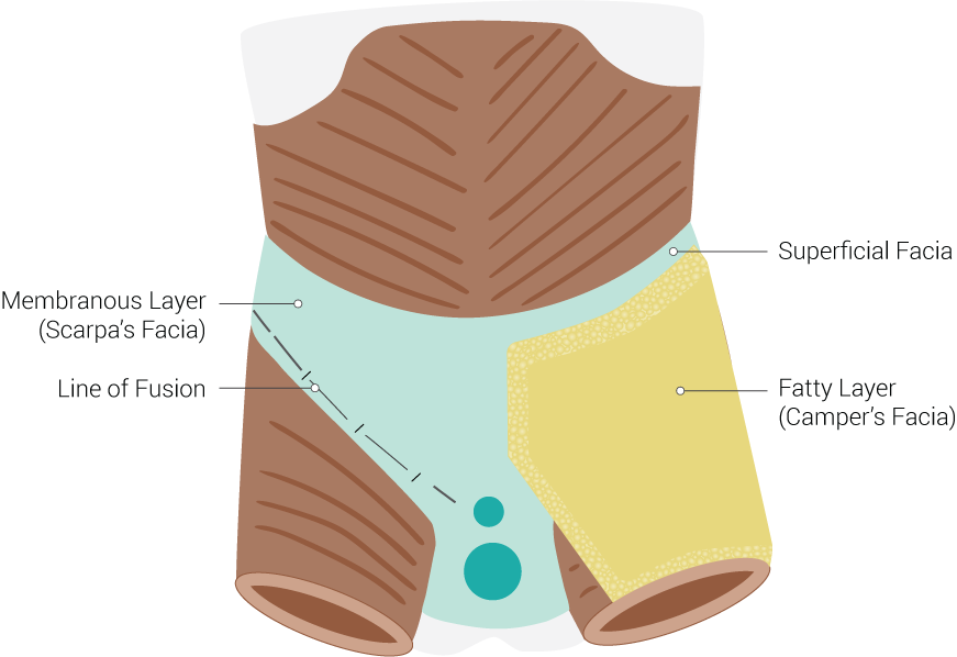 Fascial Layers