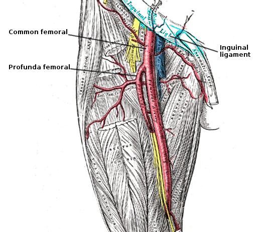 Femoral artery anatomy