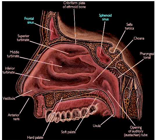 Sinus anatomy