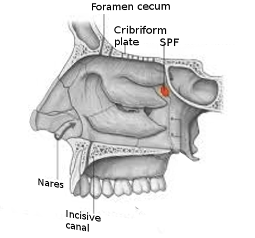 Sphenopalatine foramen