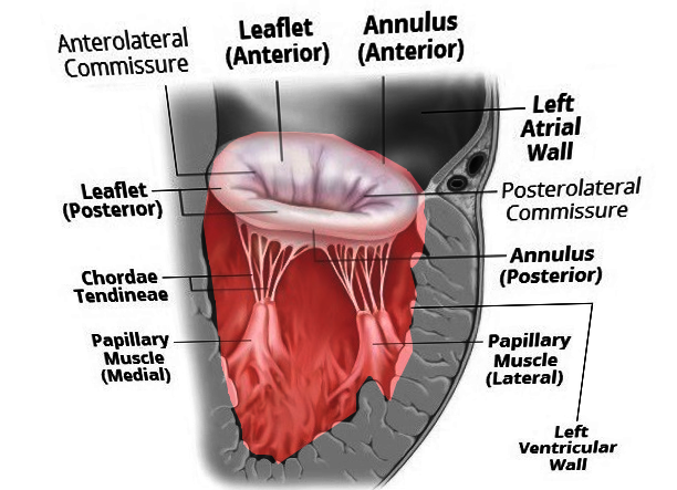 Mitral valve anatomy