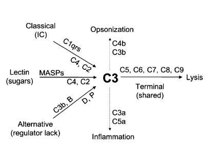 Complement cascade schematic diagram