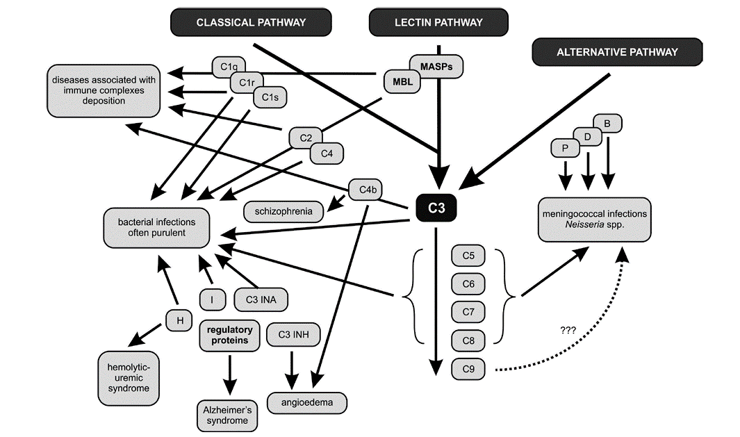 complement deficiencies disorder