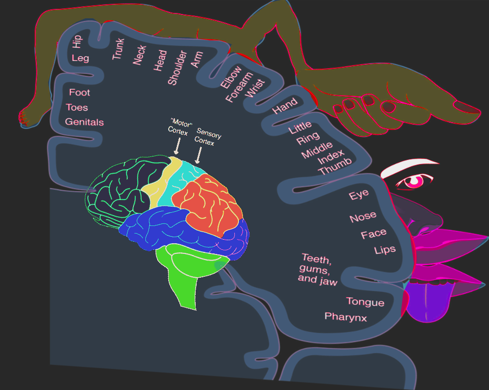 Homonculus: sensory & motor