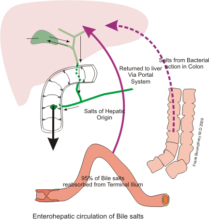 Recycling of bile