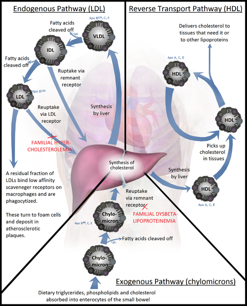 Lipoprotein metabolism