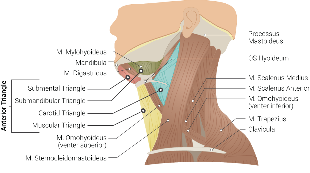 Neck Anatomy