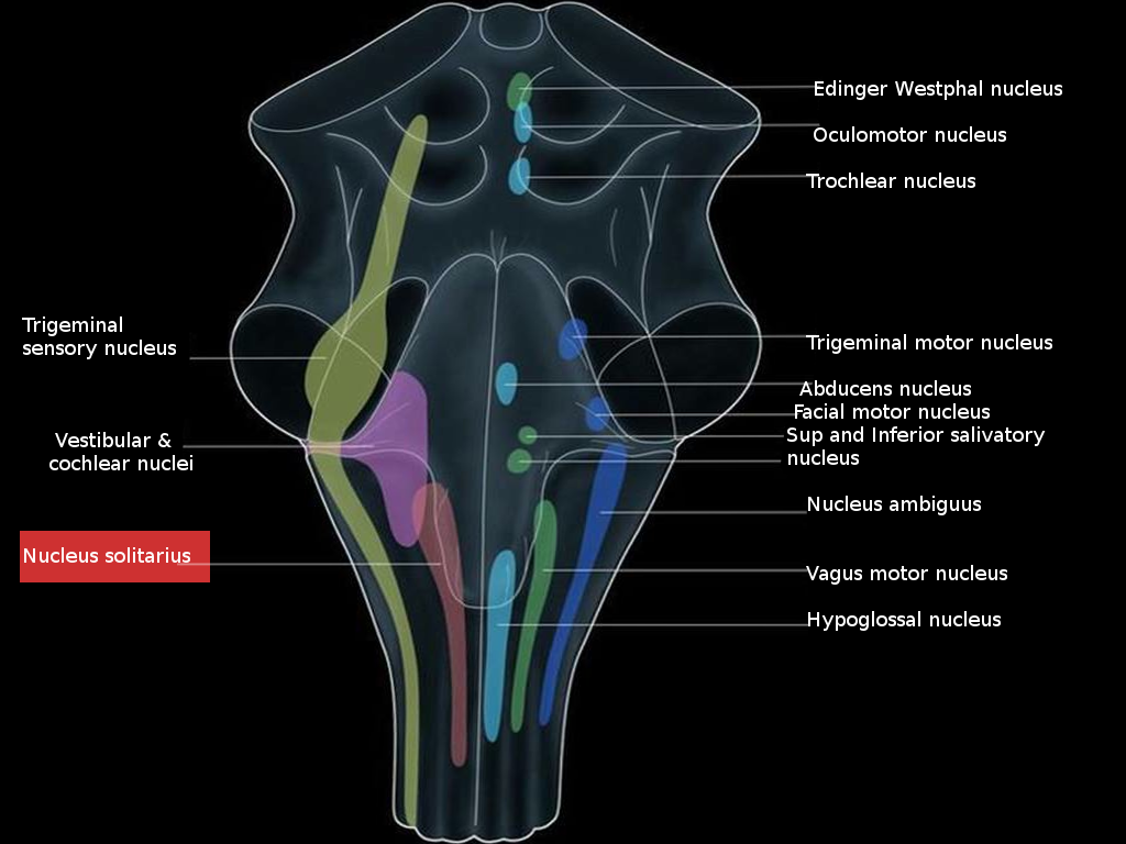 Nucleus Solitarius