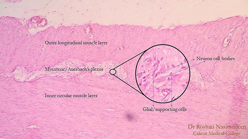 Myenteric plexus