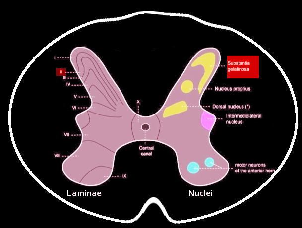 Substantia gelatinosa