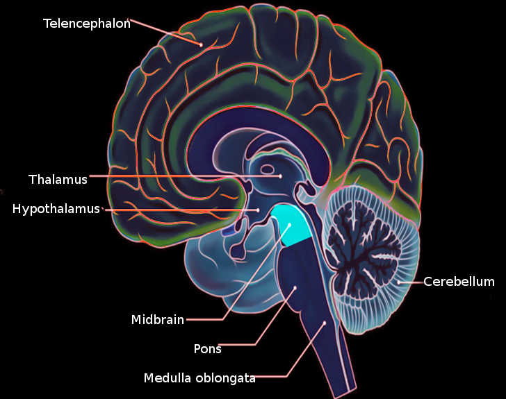 Midbrain anatomy