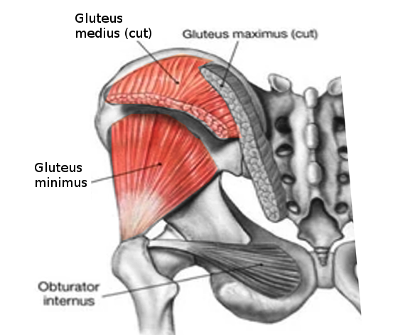 Gluteus muscles