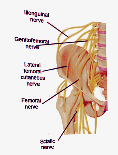 Ilioinguinal nerve