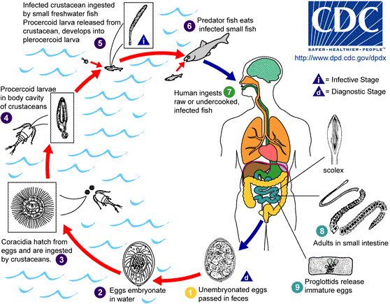 D.Latum lifecycle