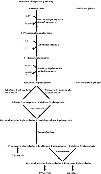 Pentose phosphate pathway